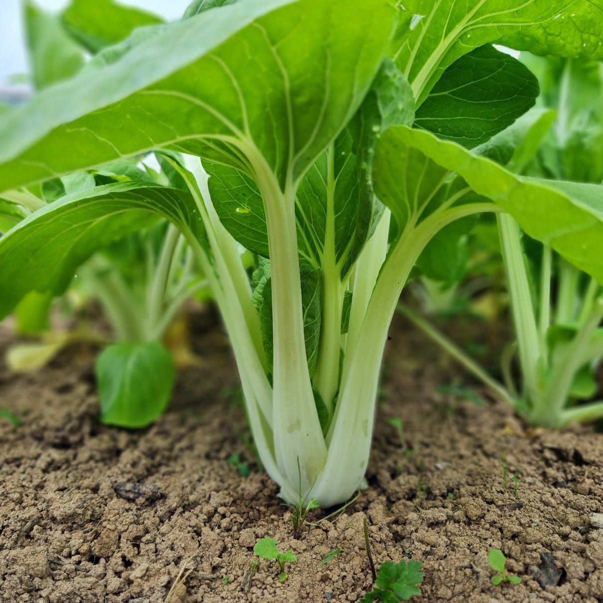 Green Chinese cabbage bok choy plants growing in a garden