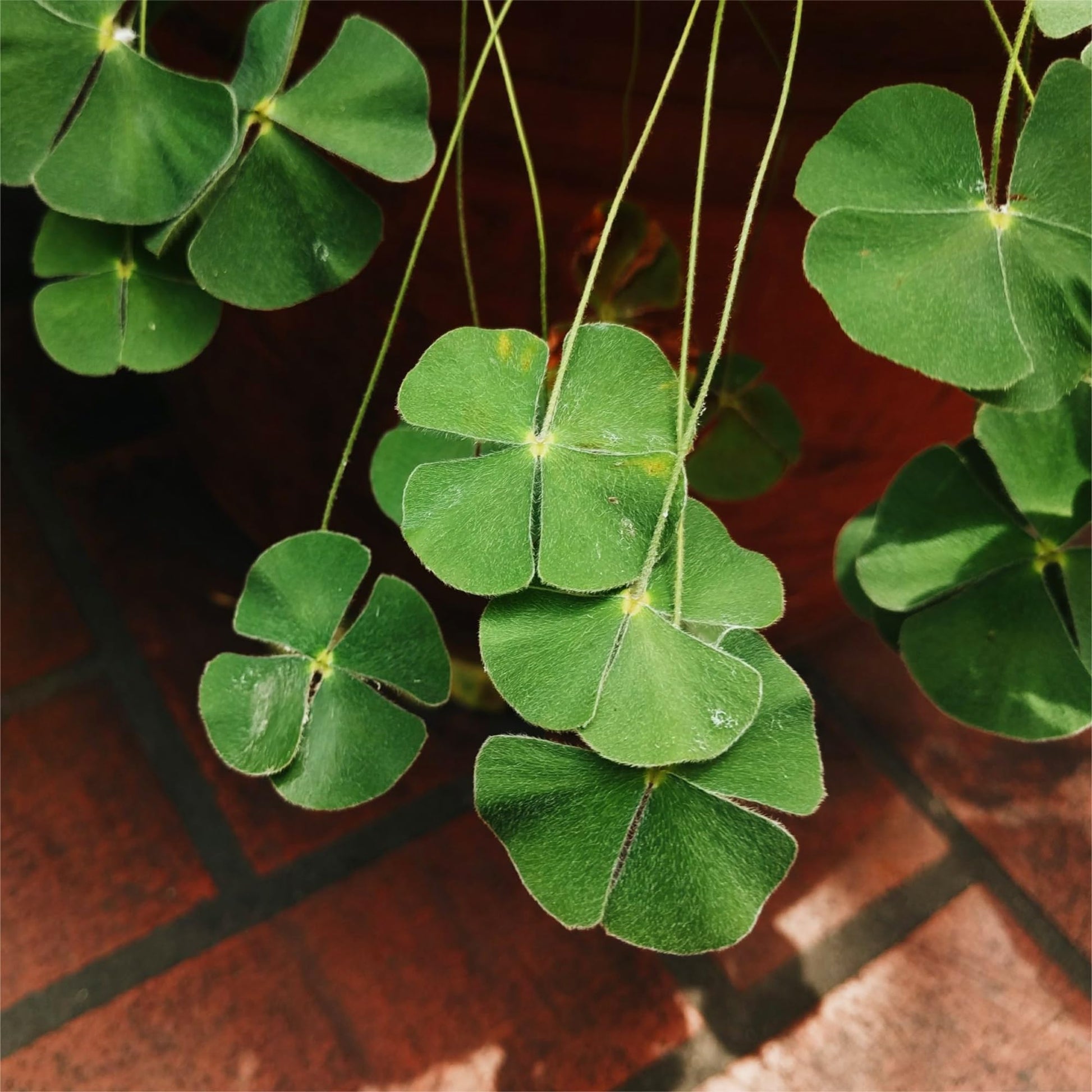Healthy green clover thriving in a home garden landscape.