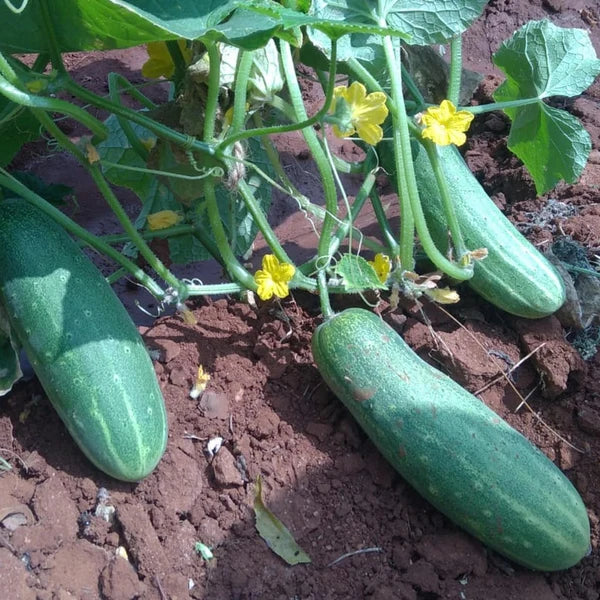Green cucumber plants growing on vines in a garden