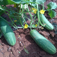 Green cucumber plants growing on vines in a garden