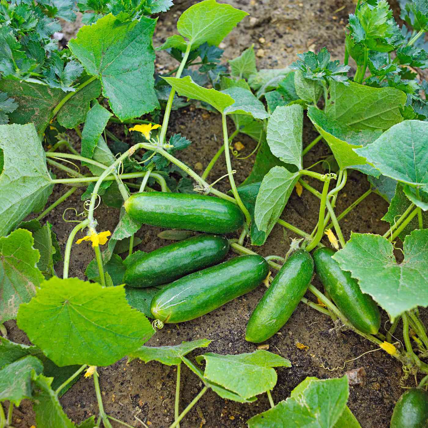 Mini Cucumber Seeds for Planting Cucumis Sativus container garden vegetable patch