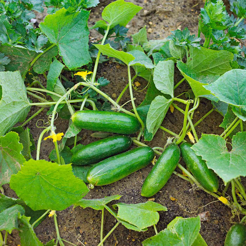 Mini Cucumber Seeds for Planting Cucumis Sativus container garden vegetable patch