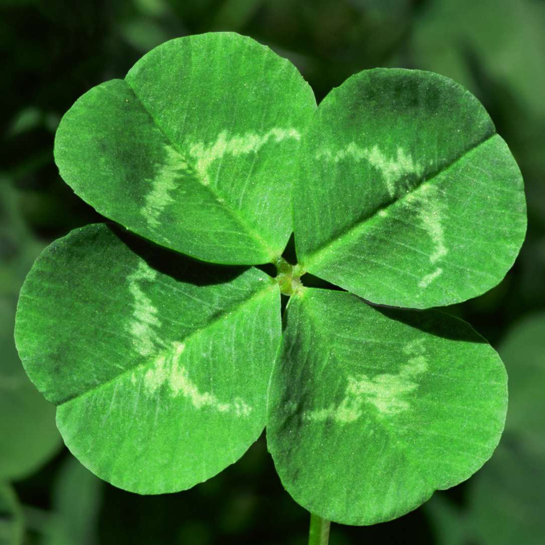 Green Four Leaf Clover seeds suitable for borders and containers.