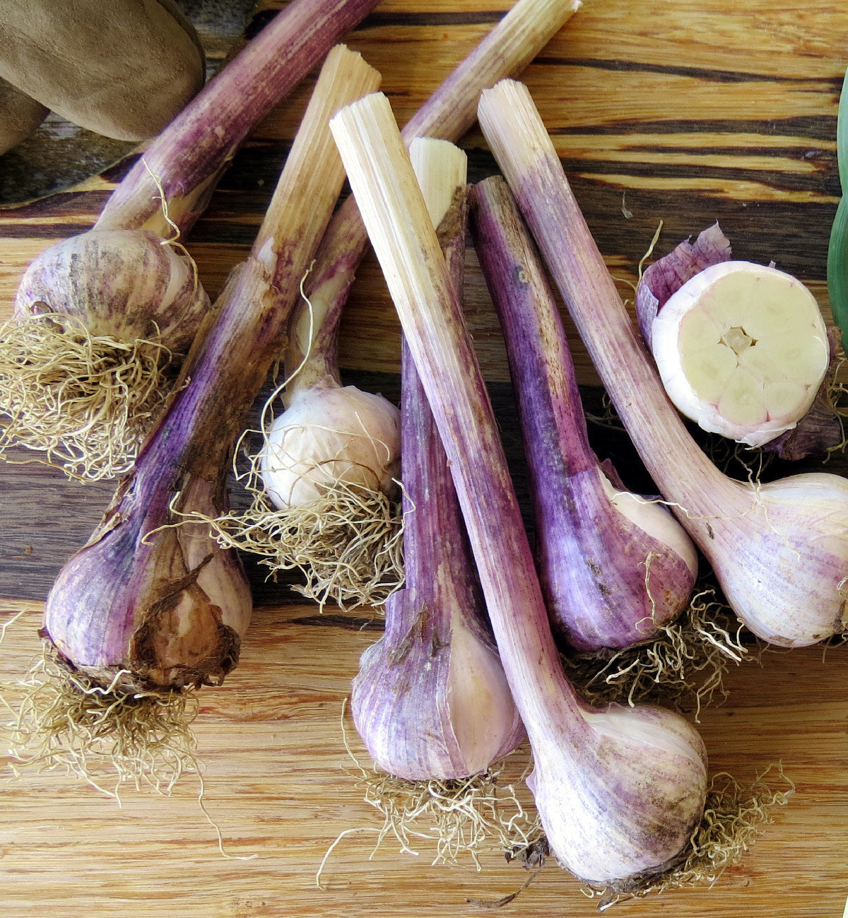 Early Purple Italian Garlic Bulbs – Traditional Purple-Striped Garlic for Planting