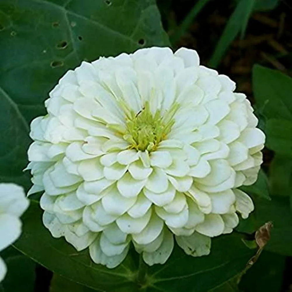 White (White Green) seeds for planting in home garden