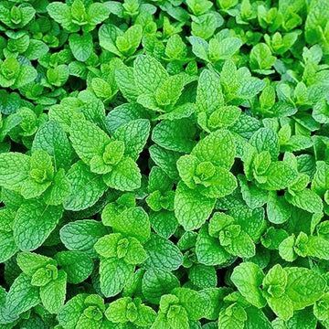 Green Mint seeds for planting aromatic herbs
