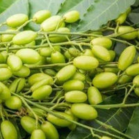 Young Neem Tree plant growing in a sunny garden area.

