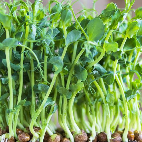 Fresh Green Pea sprouts growing in a sprouting tray.
