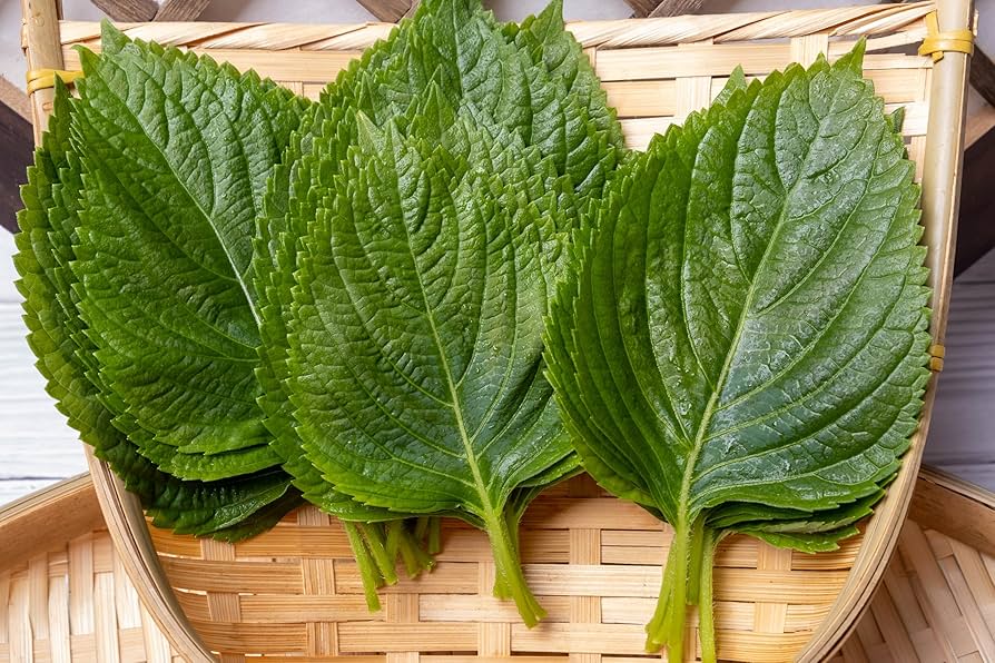 Green Perilla grown from seeds in containers and borders