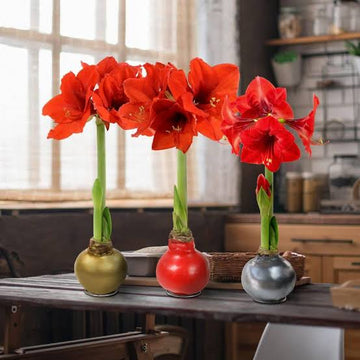 Green Picasso Base Waxed Amaryllis bulb for indoor decorative display.