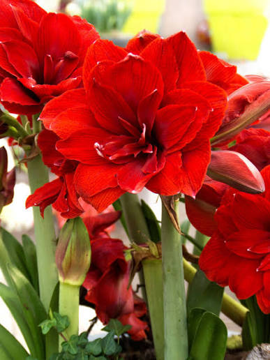 Green Picasso waxed Amaryllis with vibrant blooms on a tabletop.