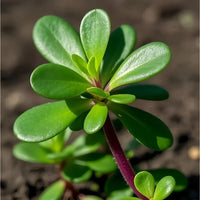Portulaca oleracea herb seeds for growing in patio planters and outdoor gardens.