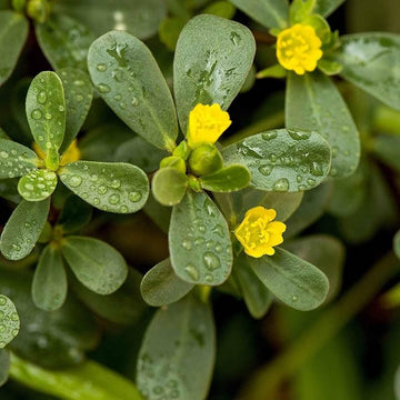Green Purslane (Portulaca oleracea) herb seeds for planting in home gardens.