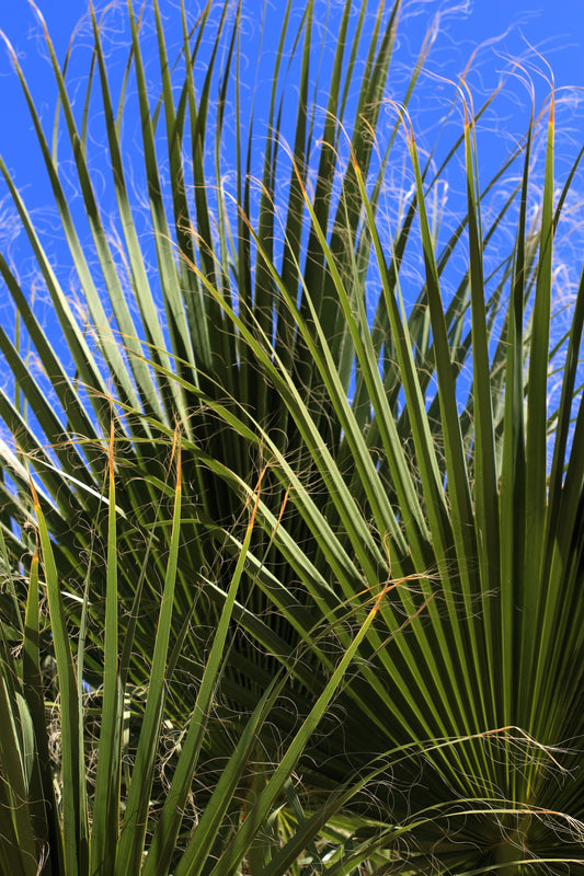 Green Saw Palmetto (Serenoa repens) seeds for planting