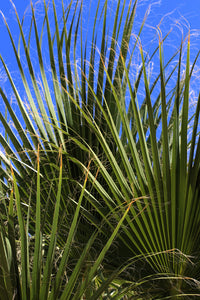 Green Saw Palmetto (Serenoa repens) seeds for planting