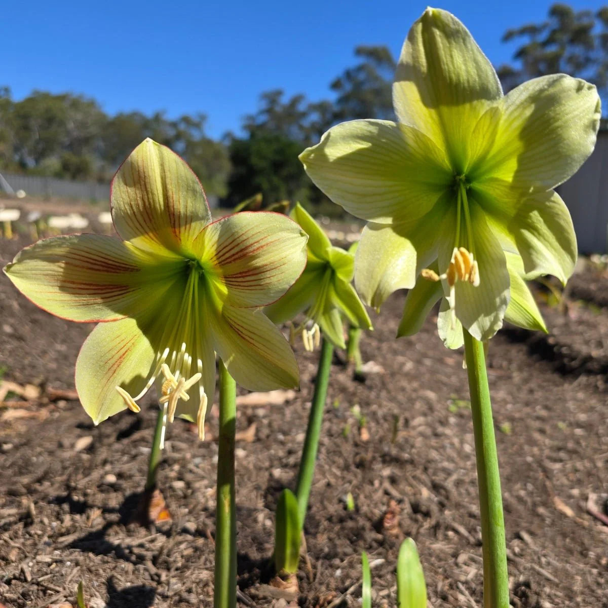 Pale Green Amaryllis Flower Seeds for Planting Premium Quality Heirloom & GMO Free Seeds for Home Garden
 
 Sale