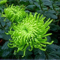 Green Spider Chrysanthemum flower seeds for home garden planting