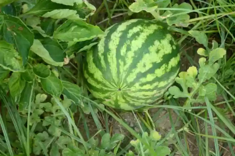 Green watermelon seeds for planting home garden