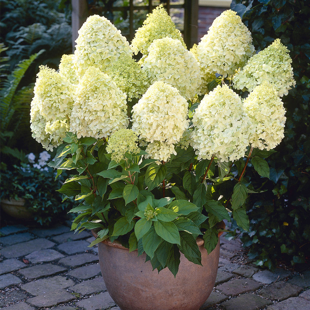 Hardy Limelight Hydrangea shrub featuring elegant green to white flowers in a garden.