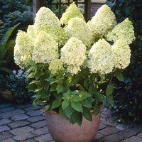 Hardy Limelight Hydrangea shrub featuring elegant green to white flowers in a garden.