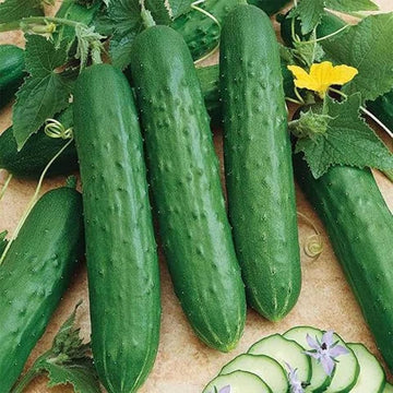 Zozula F1 cucumber plants producing long green cucumbers in a home garden.