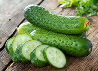 Fresh green cucumbers developing on vigorous garden vines.
