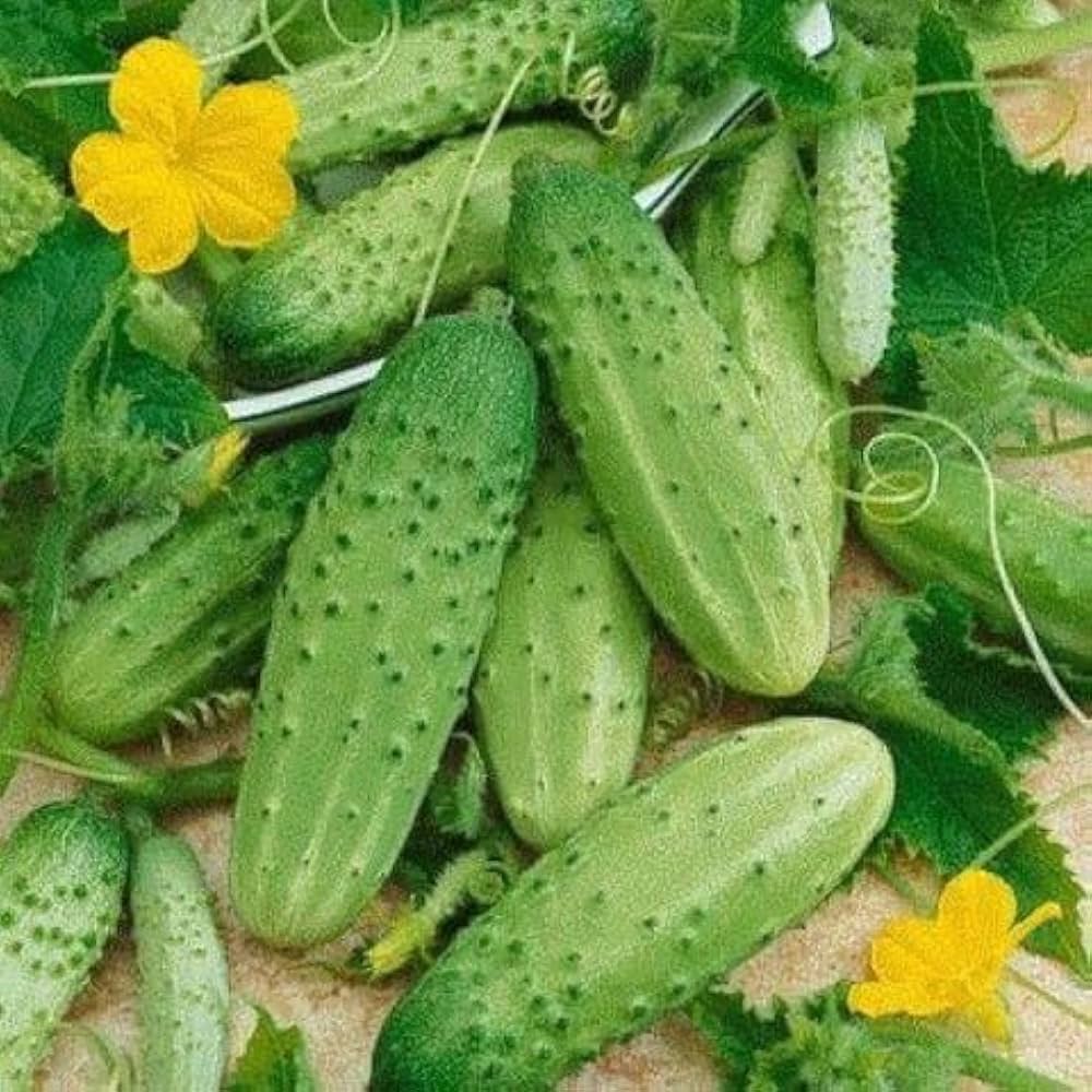 Early-maturing Zozula F1 cucumbers thriving in a greenhouse garden.