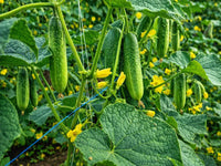 Greenhouse-grown cucumber plants thriving in a raised garden bed.