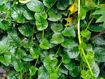 Green Malabar Spinach Basella Alba seeds for planting in home vegetable gardens.