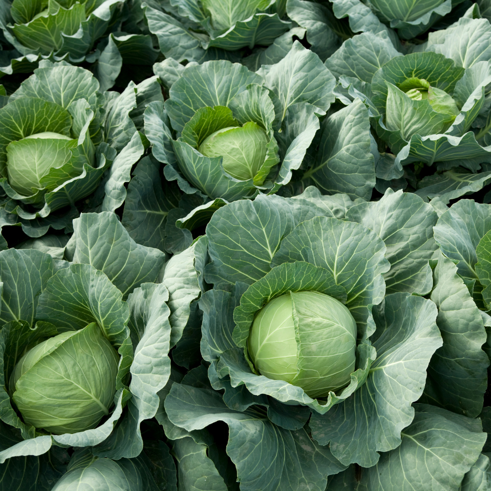 Greyhound cabbage seeds for planting in home vegetable gardens.