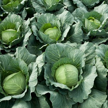 Greyhound cabbage seeds for planting in home vegetable gardens.
