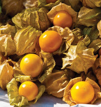 Aunt Molly's Ground Cherry Seeds for Home Garden Planting | Heirloom Non-GMO
