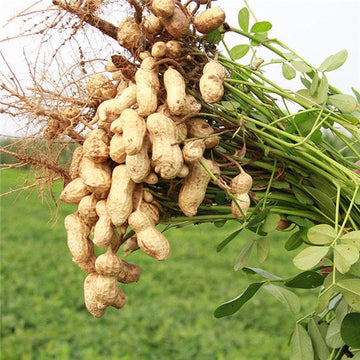 Groundnut plant seeds for planting in home gardens and raised beds.