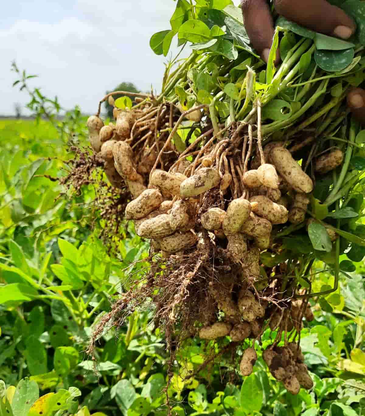 Groundnut plant seeds for growing in containers and outdoor gardens.