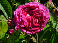 How to grow Charles de Mills Flowers from seeds