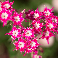 Growing Drummondii flower seeds with easy planting steps
