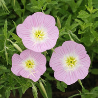 Guide to growing Oenothera Biennis from seeds