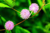 How to plant Schrankia Uncinata Seeds