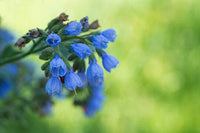 How to grow Symphytum Flower Seeds