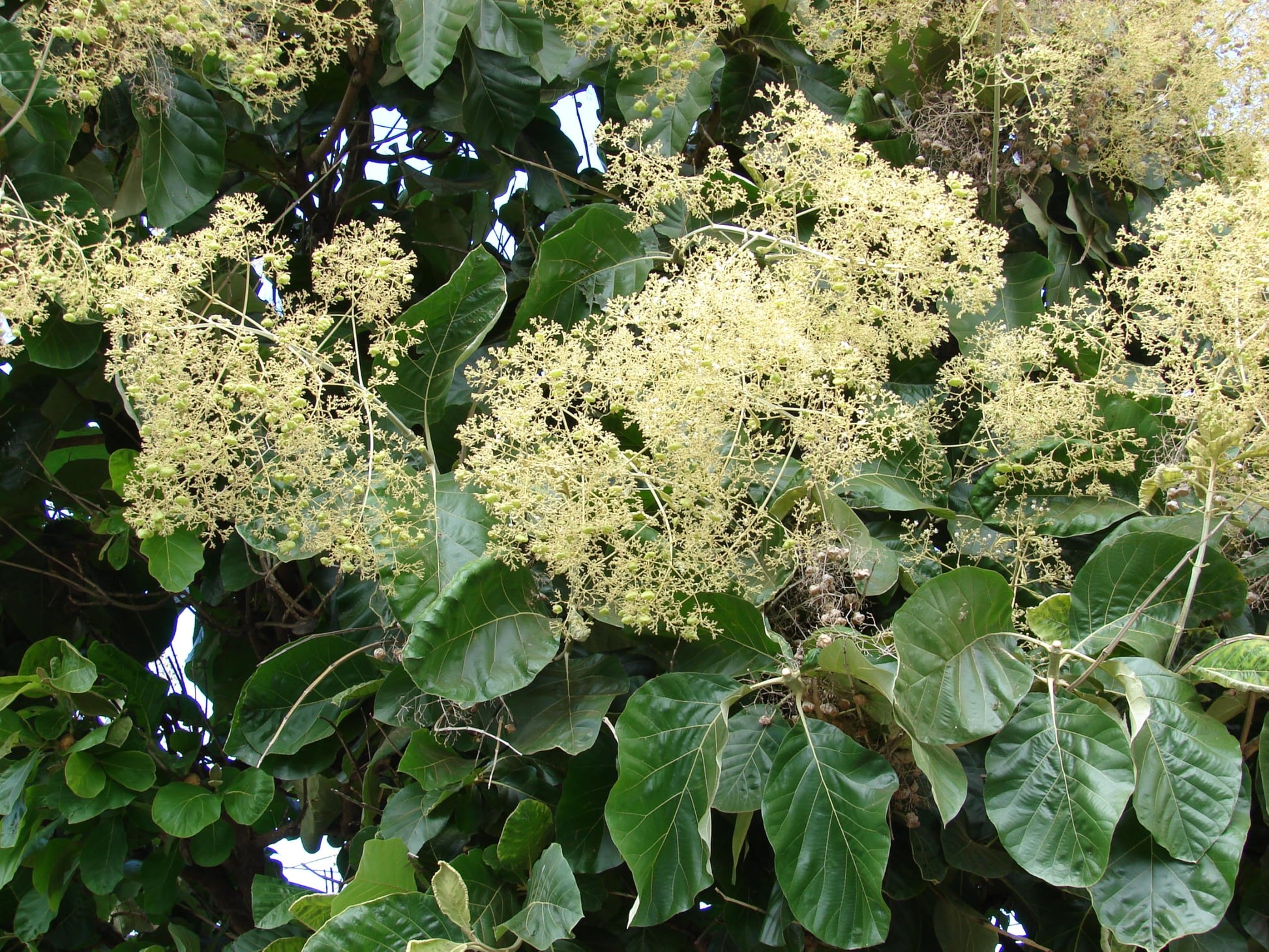 How to grow Tectona Grandis (Teak Tree) from seeds