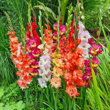 Grower Special Mix Gladiolus bulbs for colorful garden planting.