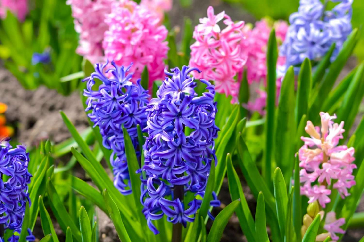 Hyacinthus Flower Seeds - Planting Seeds for Colorful Blooms