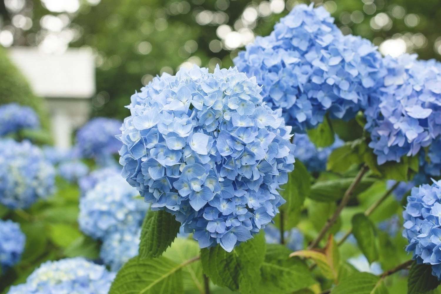 Blue Climbing Geranium Flower seeds for Planting - Long Bloom Season, Heirloom & GMO Free Seeds for Home Garden