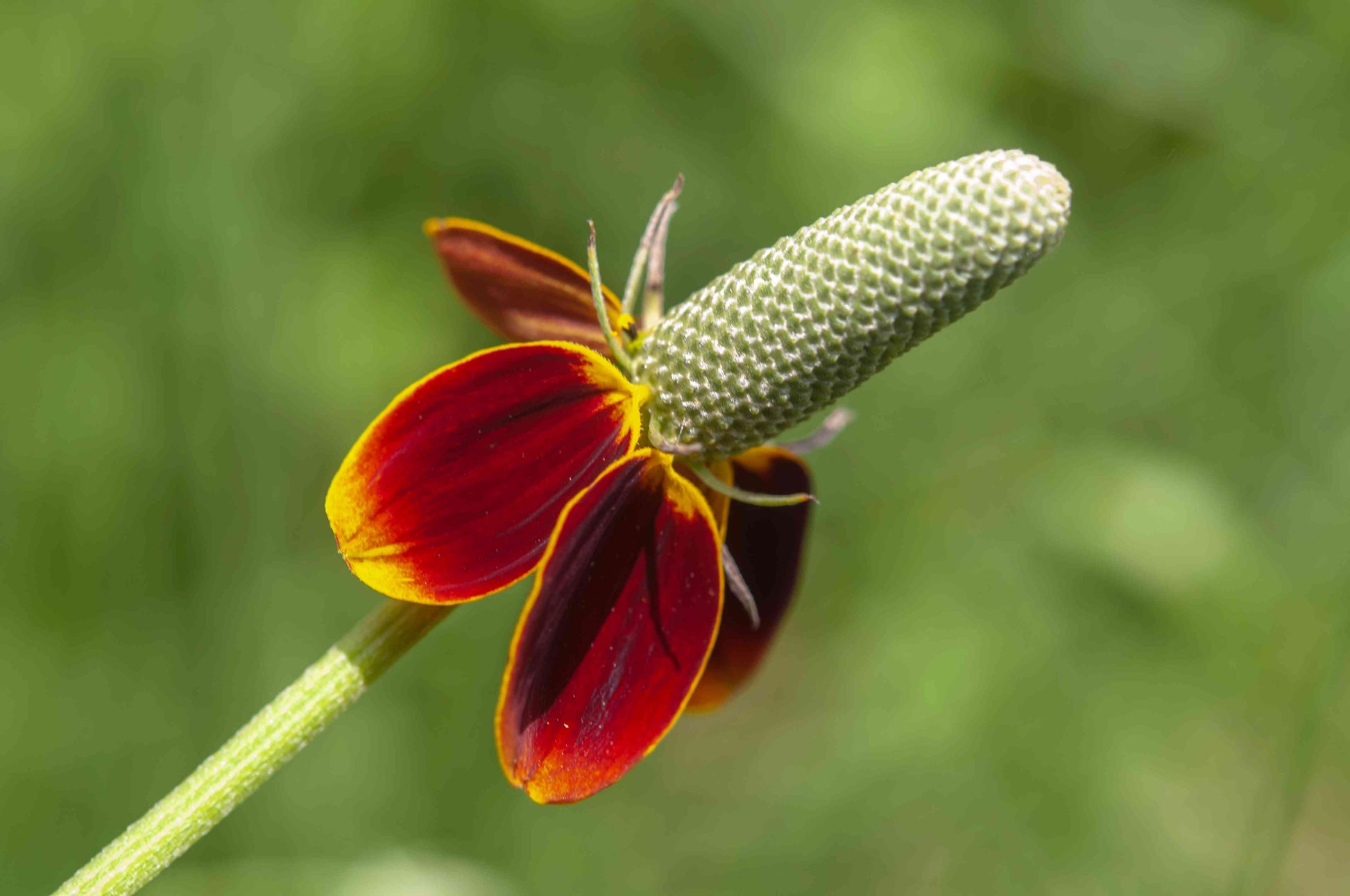 Ratibida Columnifera Flower seeds for Planting Garden Favorite Heirloom & GMO Free Seeds for Home Garden