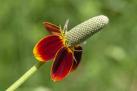 Ratibida Columnifera Flower seeds for Planting Garden Favorite Heirloom & GMO Free Seeds for Home Garden