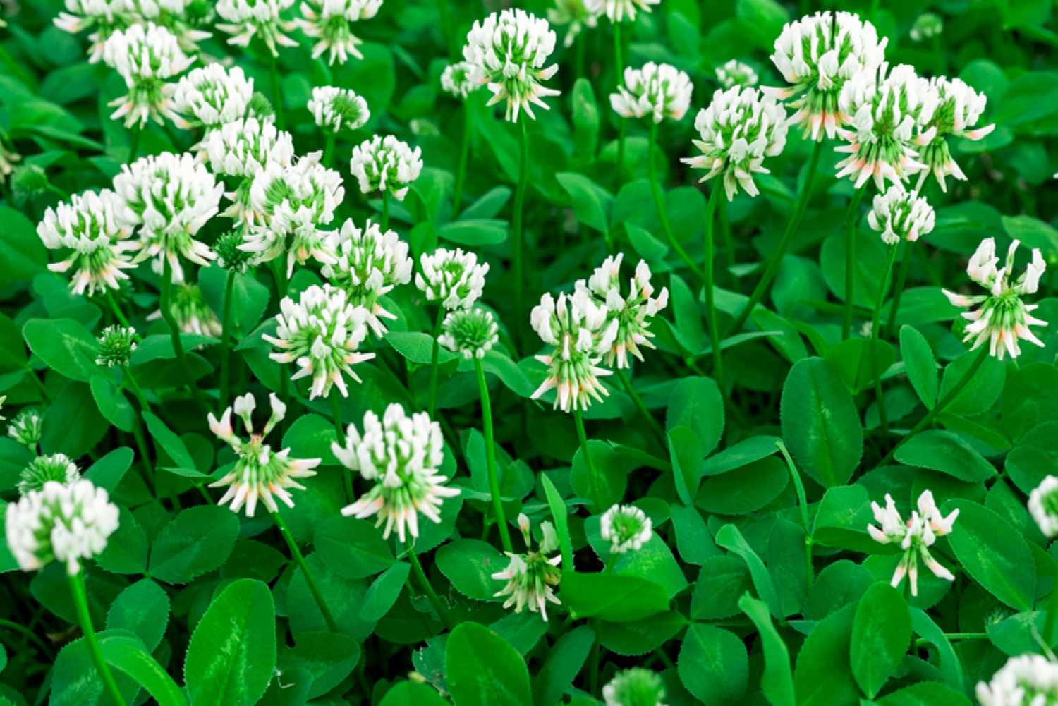 White Clover Flower seeds for Planting - Vibrant Colors, Heirloom & GMO Free Seeds for Home Garden