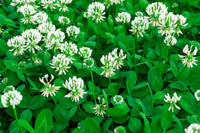 White Clover Flower seeds for Planting - Vibrant Colors, Heirloom & GMO Free Seeds for Home Garden