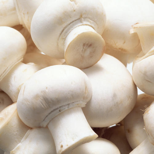 Indoor setup for growing white mushrooms