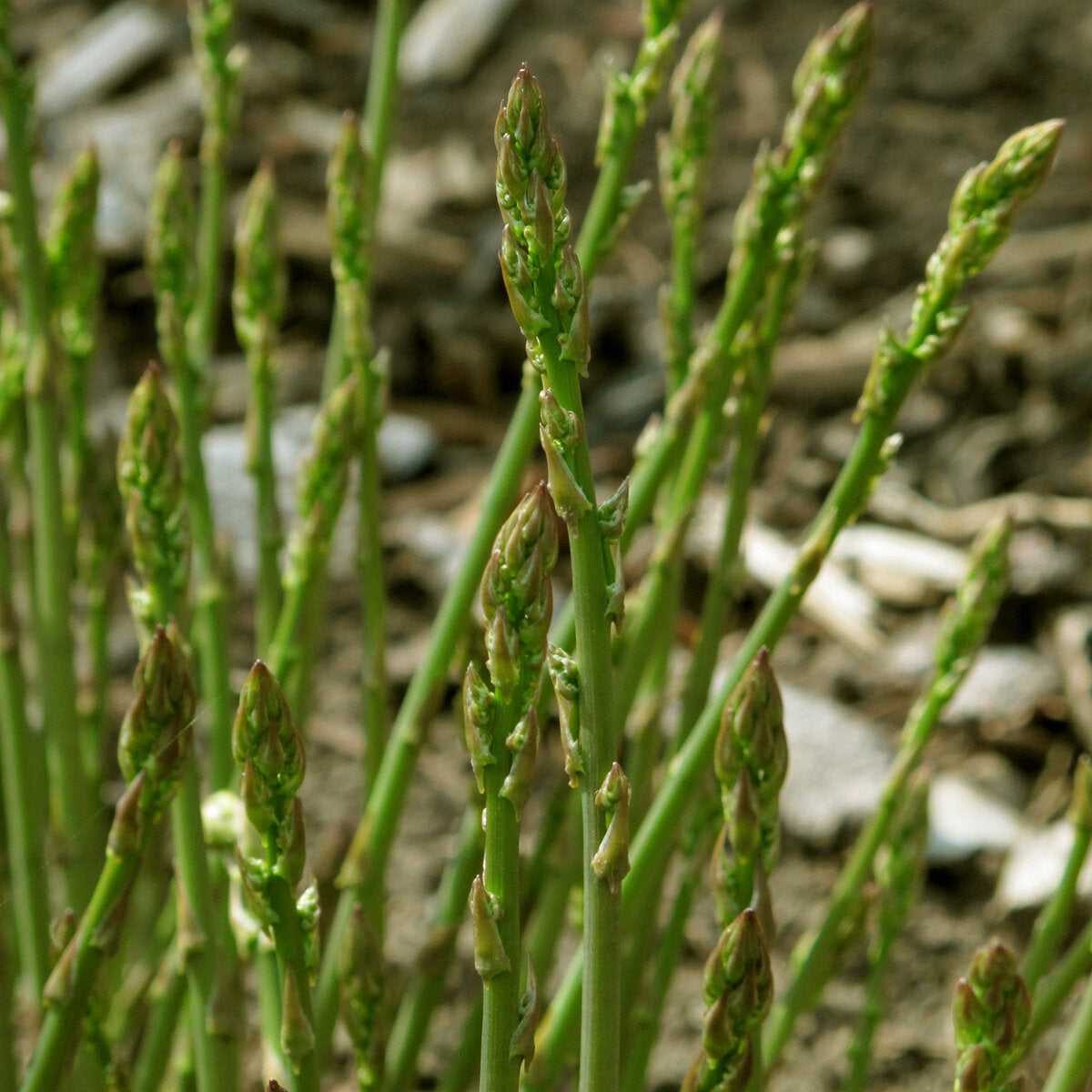 Green Asparagus Mary Washington Seeds for Perennial Planting