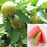 Guava seeds for planting in home garden